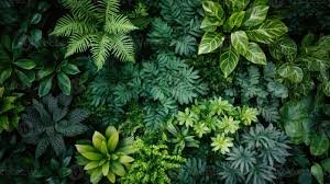 Lush Greenery
